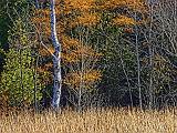 Canadian Shield Scene_DSCF02915